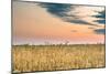 View of a Field of Wheat-Alexandr Savchuk-Mounted Photographic Print