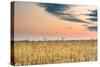View of a Field of Wheat-Alexandr Savchuk-Stretched Canvas