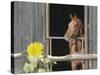 View of a horse in a stable-null-Stretched Canvas