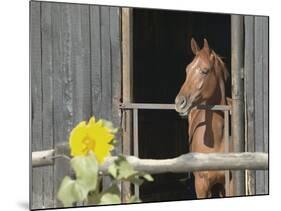 View of a horse in a stable-null-Mounted Photographic Print