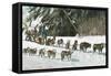 View of a Husky Dog-Sled Team - Alaska-Lantern Press-Framed Stretched Canvas