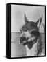 View of a Llama-John Phillips-Framed Stretched Canvas