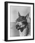 View of a Llama-John Phillips-Framed Photographic Print