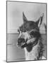 View of a Llama-John Phillips-Mounted Photographic Print