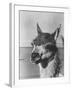 View of a Llama-John Phillips-Framed Photographic Print