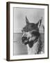 View of a Llama-John Phillips-Framed Photographic Print