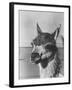 View of a Llama-John Phillips-Framed Photographic Print