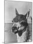 View of a Llama-John Phillips-Mounted Photographic Print