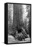 View of a Loaded Model-T Ford under Wawona Tree - Redwood National Park, CA-Lantern Press-Framed Stretched Canvas