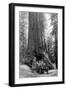 View of a Loaded Model-T Ford under Wawona Tree - Redwood National Park, CA-Lantern Press-Framed Art Print