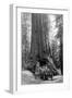 View of a Loaded Model-T Ford under Wawona Tree - Redwood National Park, CA-Lantern Press-Framed Art Print