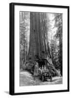 View of a Loaded Model-T Ford under Wawona Tree - Redwood National Park, CA-Lantern Press-Framed Art Print