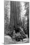 View of a Loaded Model-T Ford under Wawona Tree - Redwood National Park, CA-Lantern Press-Mounted Art Print