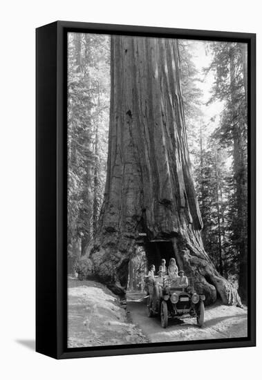 View of a Loaded Model-T Ford under Wawona Tree - Redwood National Park, CA-Lantern Press-Framed Stretched Canvas