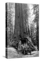 View of a Loaded Model-T Ford under Wawona Tree - Redwood National Park, CA-Lantern Press-Stretched Canvas