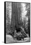 View of a Loaded Model-T Ford under Wawona Tree - Redwood National Park, CA-Lantern Press-Framed Stretched Canvas