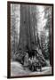 View of a Loaded Model-T Ford under Wawona Tree - Redwood National Park, CA-Lantern Press-Framed Art Print