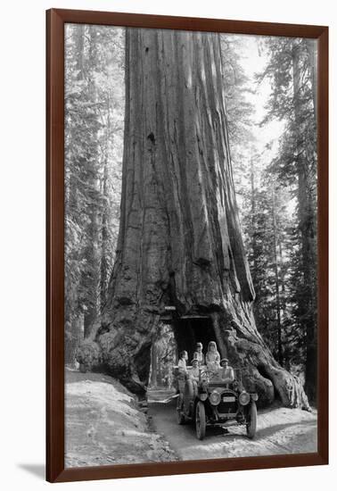 View of a Loaded Model-T Ford under Wawona Tree - Redwood National Park, CA-Lantern Press-Framed Art Print