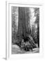 View of a Loaded Model-T Ford under Wawona Tree - Redwood National Park, CA-Lantern Press-Framed Art Print