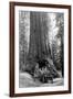 View of a Loaded Model-T Ford under Wawona Tree - Redwood National Park, CA-Lantern Press-Framed Art Print