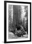 View of a Loaded Model-T Ford under Wawona Tree - Redwood National Park, CA-Lantern Press-Framed Art Print