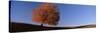 View of a Lone Tree on a Hill in Fall-null-Stretched Canvas