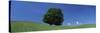 View of a Lone Tree on a Hillside in Summer-null-Stretched Canvas