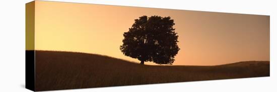 View of a Lone Tree, Silhouette of a Lone Tree at Dusk-null-Stretched Canvas