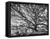 View of a Monkey Pod Tree-Eliot Elisofon-Framed Stretched Canvas