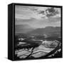 View of a Rice Plantation-John Dominis-Framed Stretched Canvas