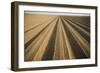 View of a Seeded Field - Probably Carrots. Holtville, California., 1980S (Photo)-James L Stanfield-Framed Giclee Print