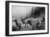 View of a Small Herd of Roosevelt Elk-Lantern Press-Framed Art Print