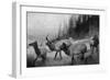 View of a Small Herd of Roosevelt Elk-Lantern Press-Framed Art Print