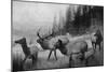 View of a Small Herd of Roosevelt Elk-Lantern Press-Mounted Art Print