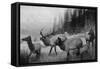 View of a Small Herd of Roosevelt Elk-Lantern Press-Framed Stretched Canvas