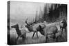 View of a Small Herd of Roosevelt Elk-Lantern Press-Stretched Canvas