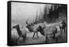 View of a Small Herd of Roosevelt Elk-Lantern Press-Framed Stretched Canvas