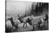 View of a Small Herd of Roosevelt Elk-Lantern Press-Stretched Canvas