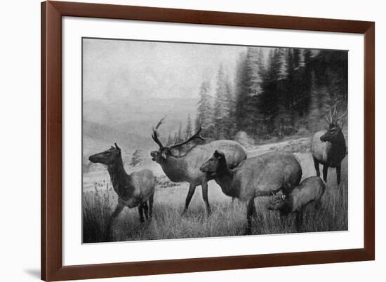 View of a Small Herd of Roosevelt Elk-Lantern Press-Framed Art Print