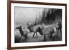View of a Small Herd of Roosevelt Elk-Lantern Press-Framed Art Print