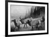 View of a Small Herd of Roosevelt Elk-Lantern Press-Framed Art Print