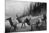 View of a Small Herd of Roosevelt Elk-Lantern Press-Mounted Art Print