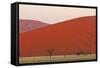 View of acacia trees and desert sand dunes, Sossusvlei, Namib Desert, Namib-Naukluft-Shem Compion-Framed Stretched Canvas