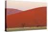 View of acacia trees and desert sand dunes, Sossusvlei, Namib Desert, Namib-Naukluft-Shem Compion-Stretched Canvas