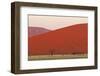 View of acacia trees and desert sand dunes, Sossusvlei, Namib Desert, Namib-Naukluft-Shem Compion-Framed Photographic Print