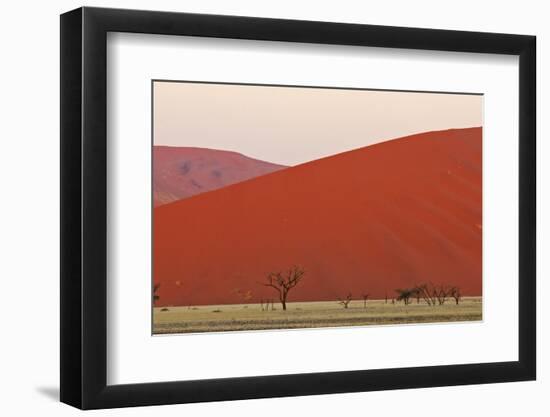 View of acacia trees and desert sand dunes, Sossusvlei, Namib Desert, Namib-Naukluft-Shem Compion-Framed Photographic Print