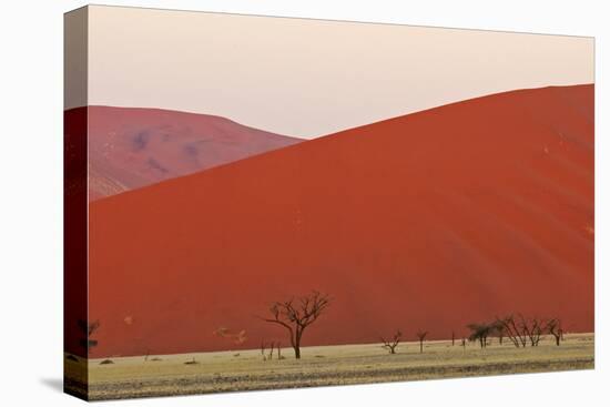 View of acacia trees and desert sand dunes, Sossusvlei, Namib Desert, Namib-Naukluft-Shem Compion-Stretched Canvas