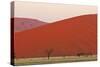 View of acacia trees and desert sand dunes, Sossusvlei, Namib Desert, Namib-Naukluft-Shem Compion-Stretched Canvas