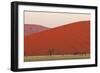 View of acacia trees and desert sand dunes, Sossusvlei, Namib Desert, Namib-Naukluft-Shem Compion-Framed Photographic Print