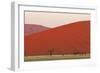 View of acacia trees and desert sand dunes, Sossusvlei, Namib Desert, Namib-Naukluft-Shem Compion-Framed Photographic Print